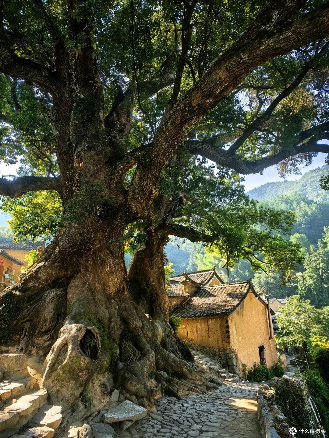 这个浙西秘境藏78个古村,800亩花海+10万负氧离子,90%人没去过