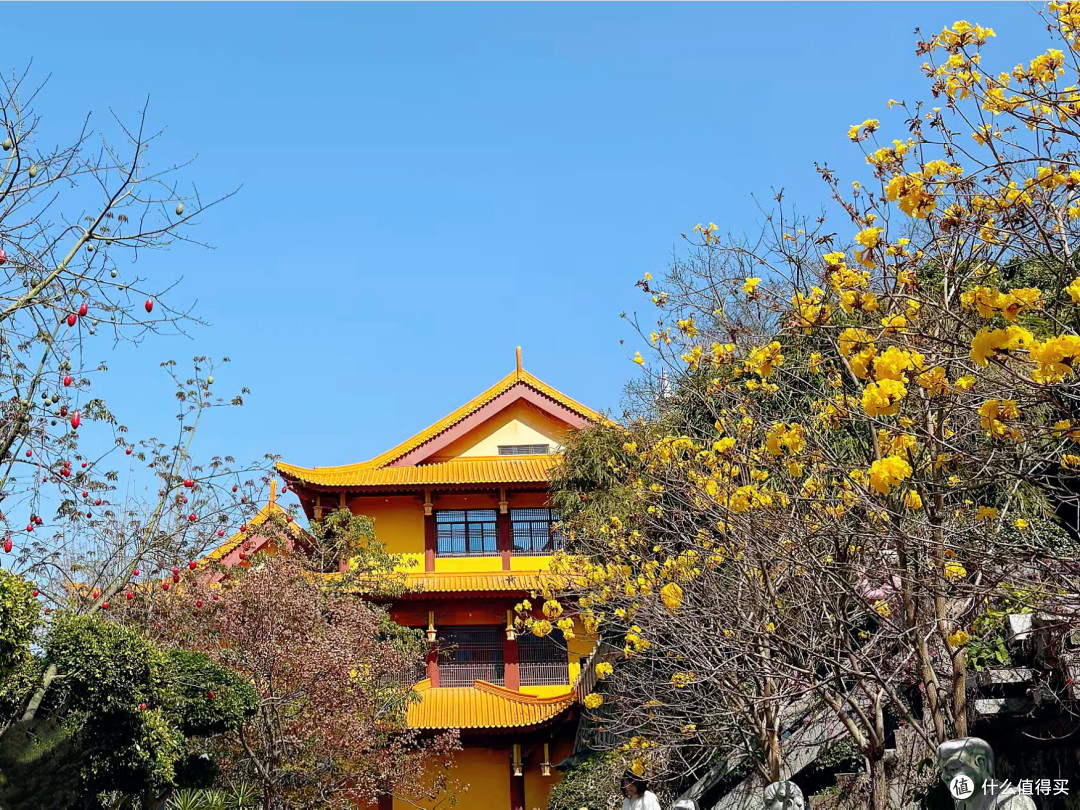 厦门找梨花开盲盒:石室禅院这3处,人少花密还出片