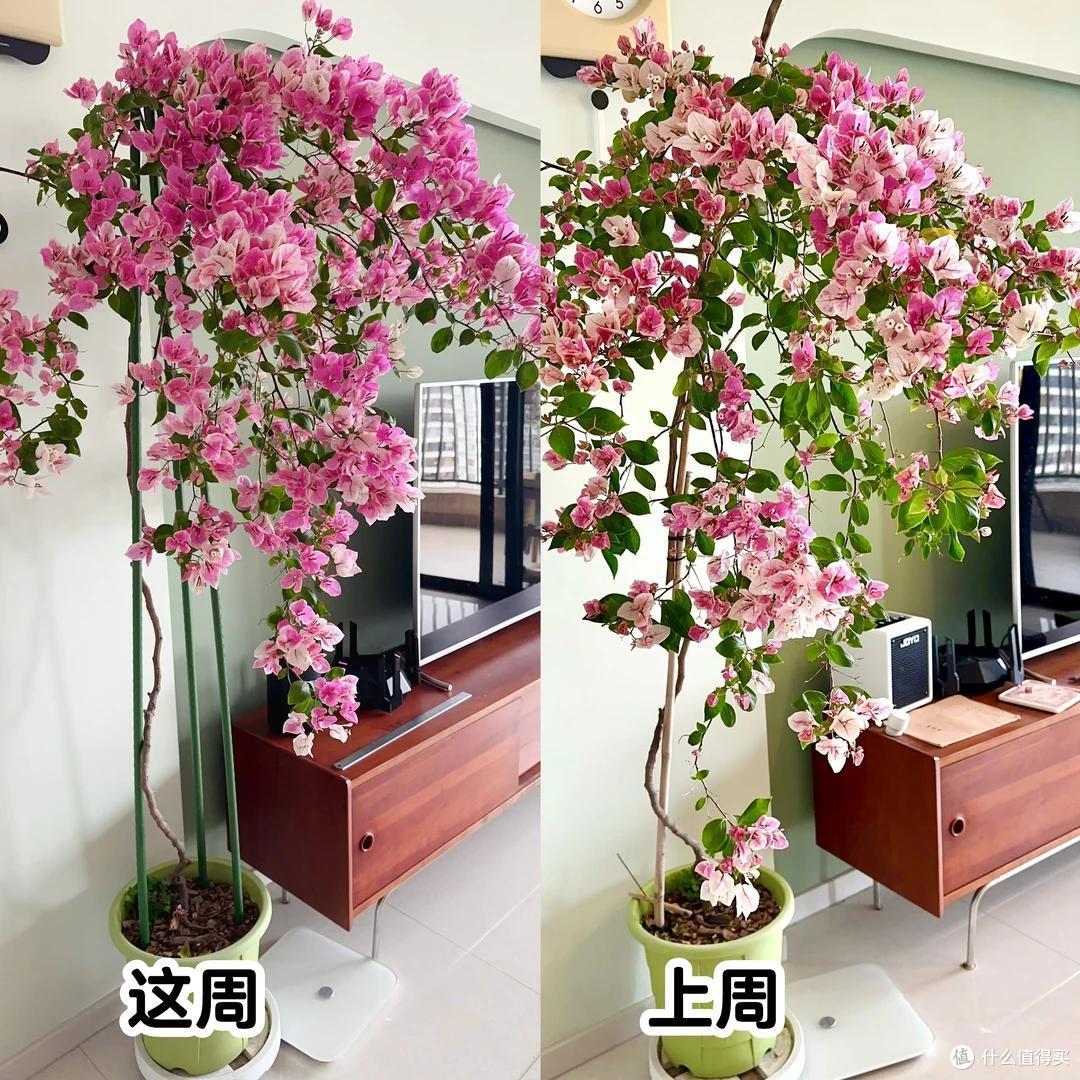 女子晒“偶遇的三角梅房子”,美得移不开眼睛,羡慕都说腻了~