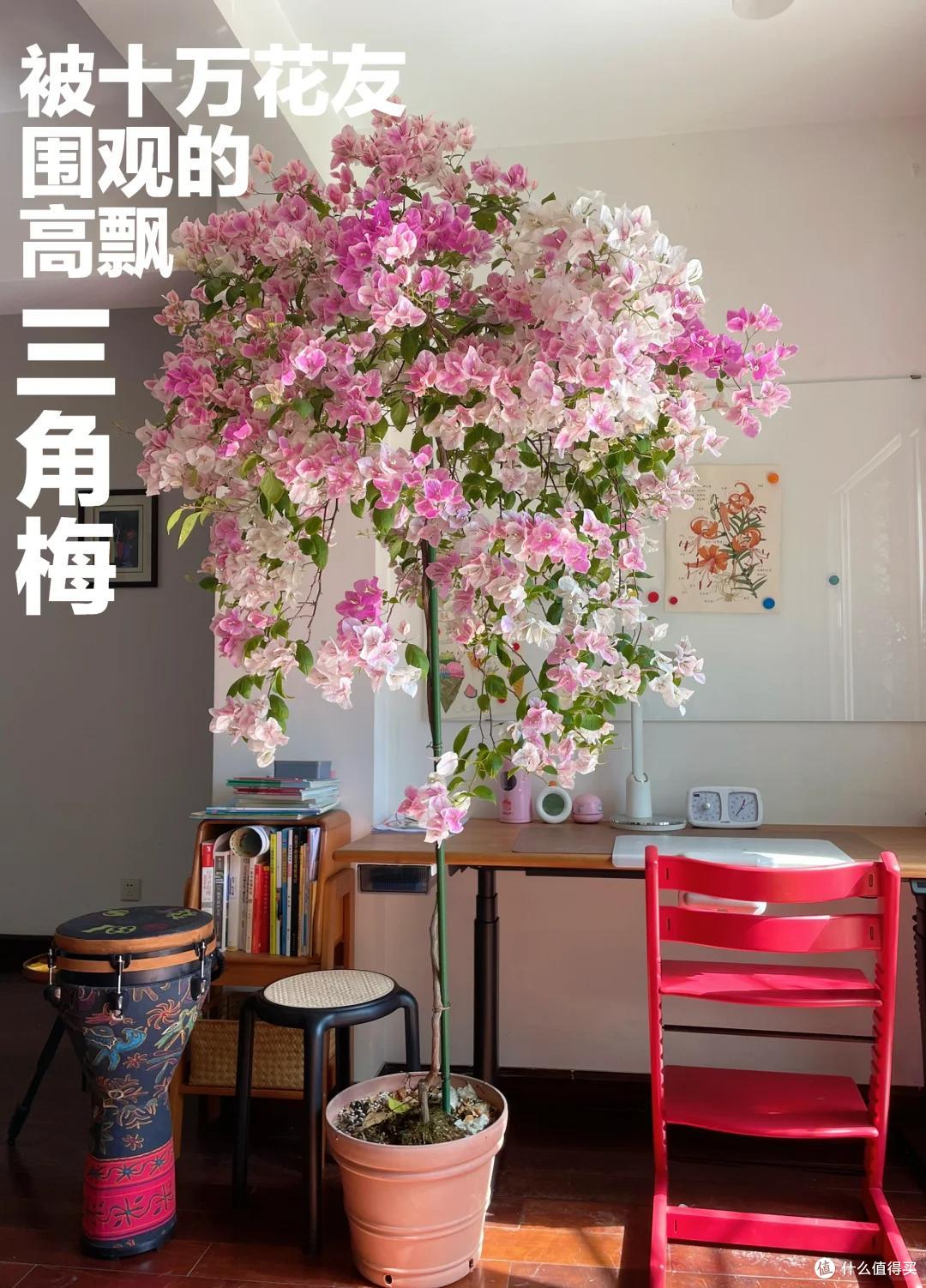 女子晒“偶遇的三角梅房子”,美得移不开眼睛,羡慕都说腻了~