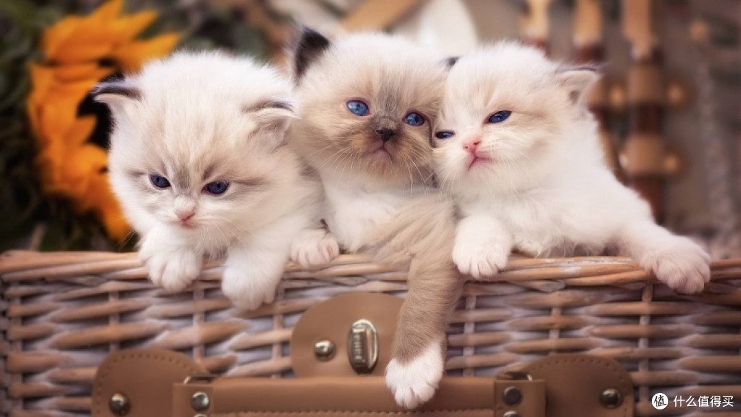 猫罐头推荐哪种品牌?希喂猫罐头对比宽福、爱普士。