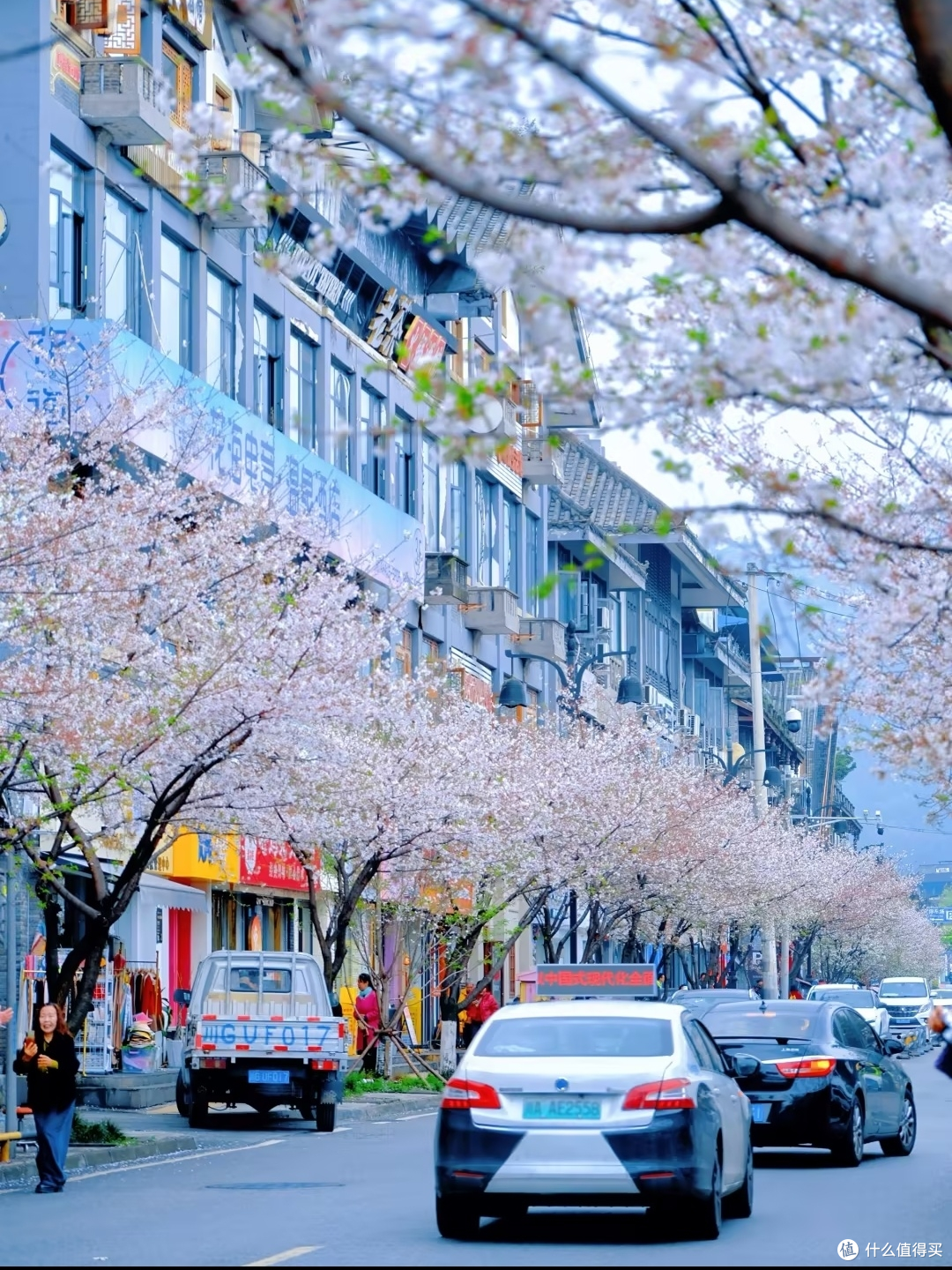 春日出逃计划：在都江堰樱花里慢下来