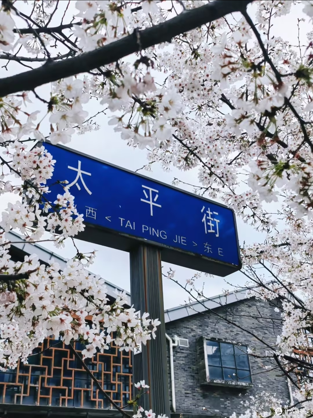 春日出逃计划：在都江堰樱花里慢下来