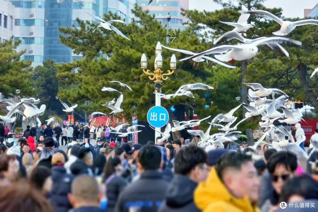 油价要涨不如赶紧去赏花!我去了趟青岛,住万豪系比亚朵都合适