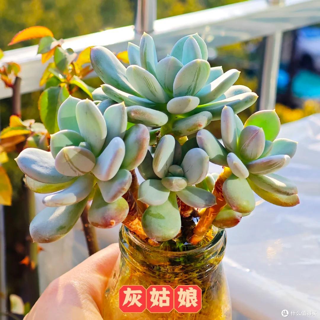 女子用“遮光瓶水培多肉”，根系“赛神仙”，网友直呼：成精了~