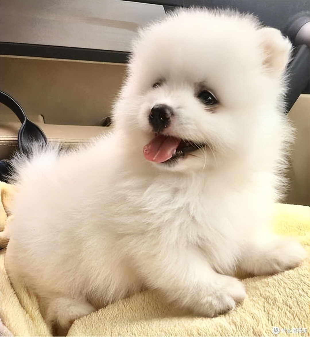上火狗狗吃什么粮好?清淡不上火优质狗粮选这些!