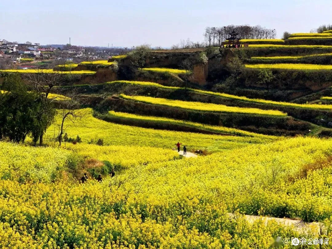 新密乱石坡村:油菜花梯田盛景
