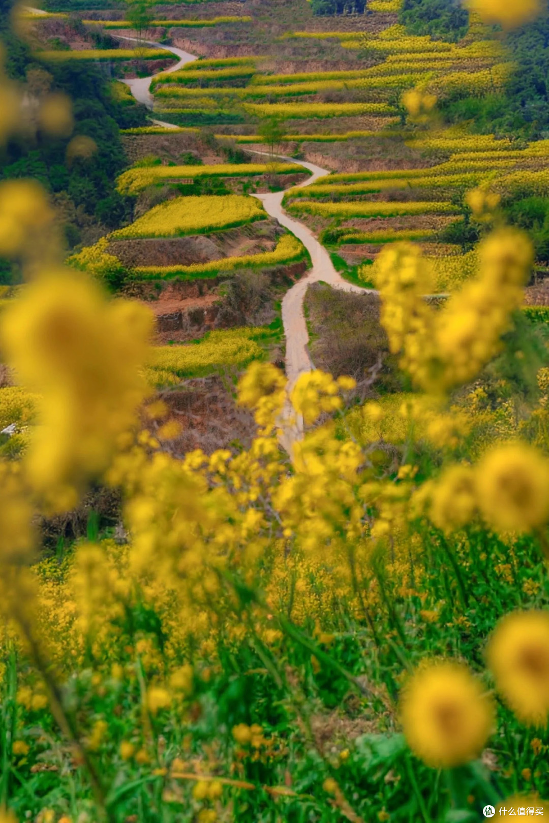 新密乱石坡村:油菜花梯田盛景