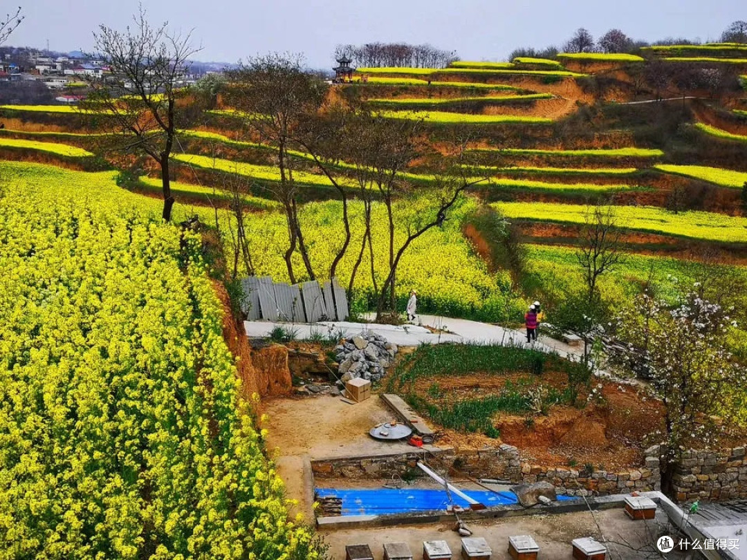 新密乱石坡村:油菜花梯田盛景