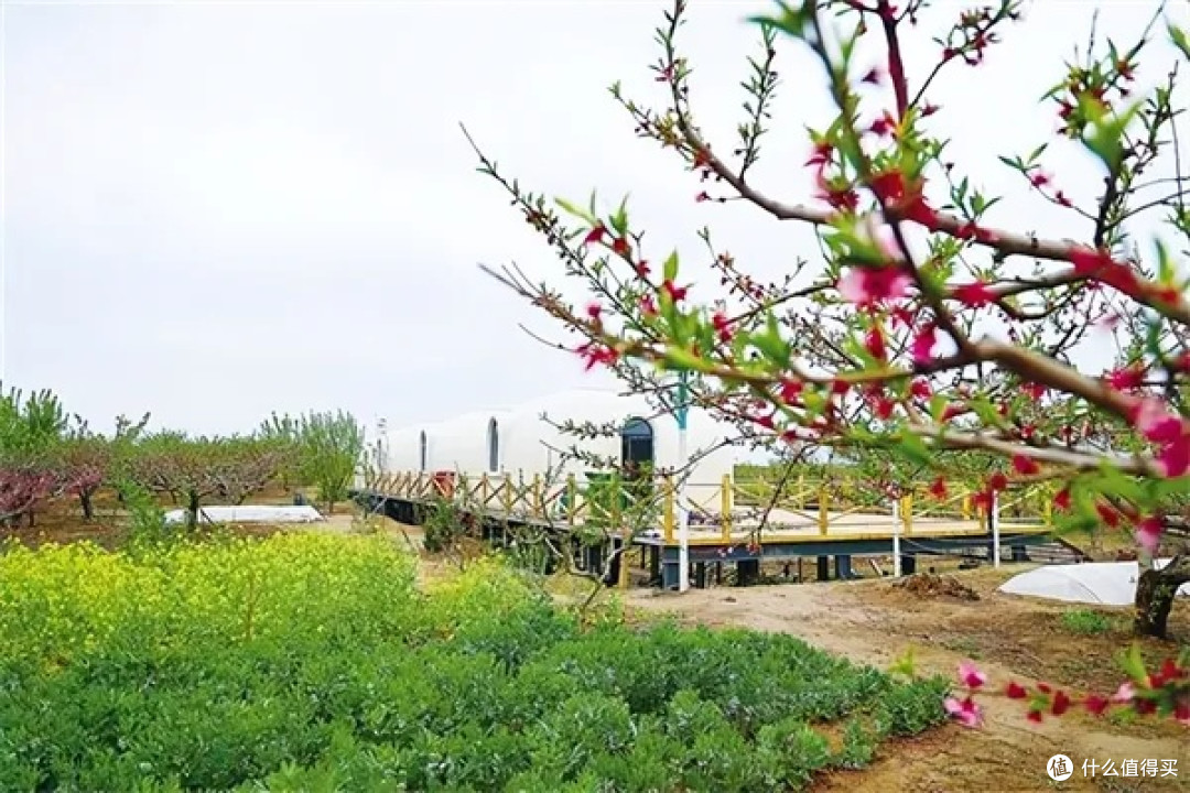 西华桃花源：春日赏花胜地