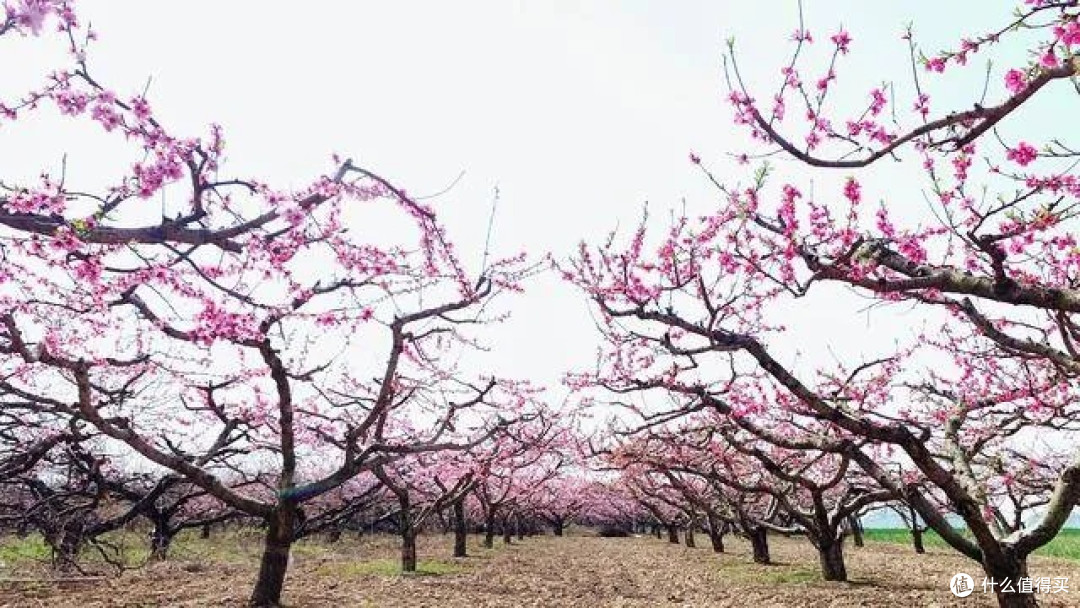 西华桃花源：春日赏花胜地