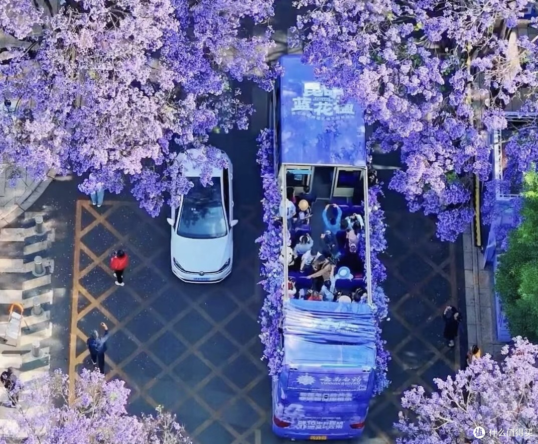 教场中路的紫色梦境