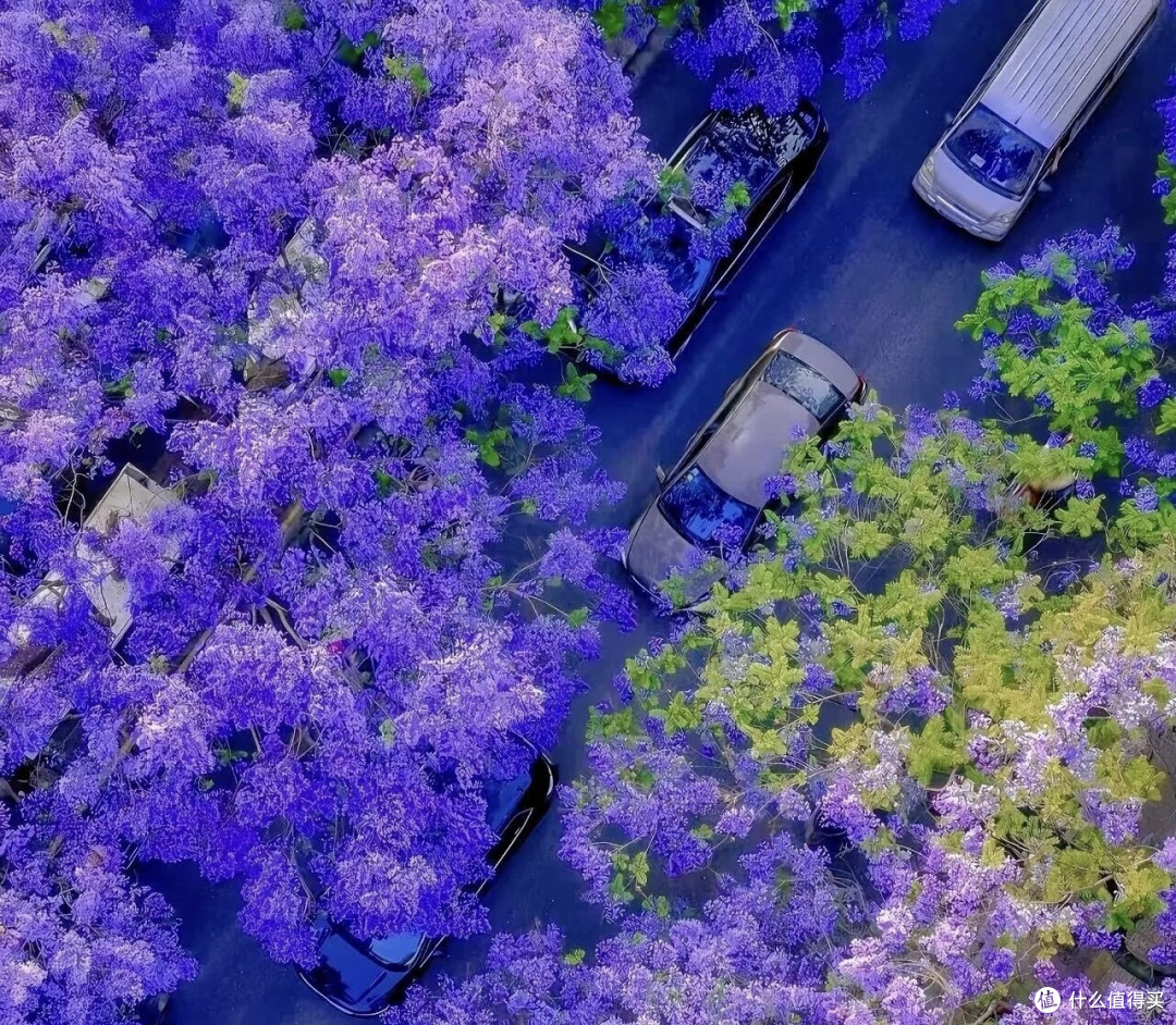 教场中路的紫色梦境