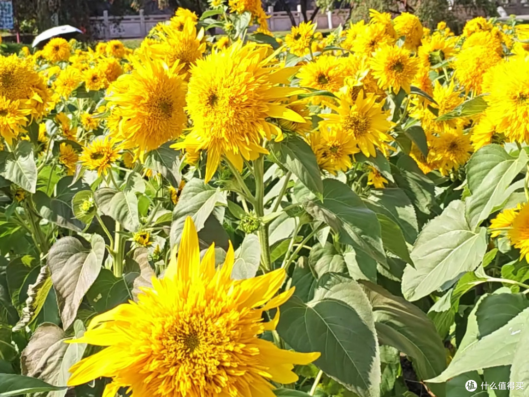 🌸广州三月,莲花山乱逛,那是一片花海啊