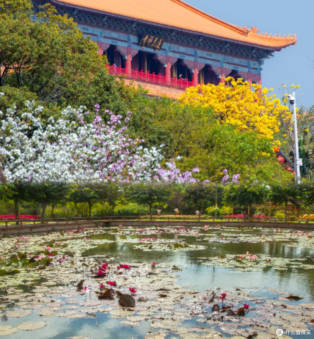 🌸广州三月,莲花山乱逛,那是一片花海啊
