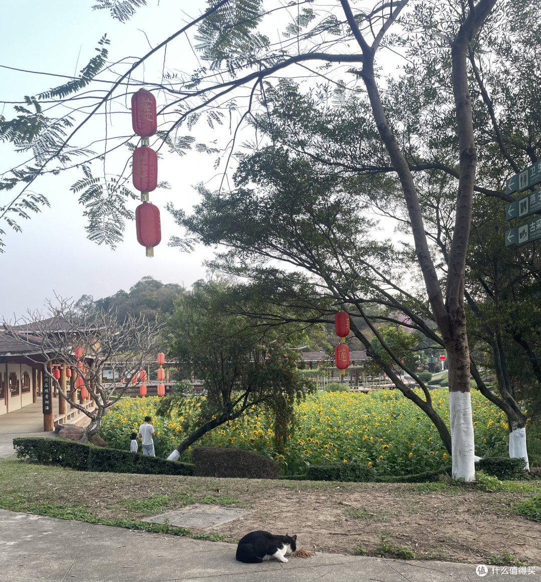 🌸广州三月,莲花山乱逛,那是一片花海啊