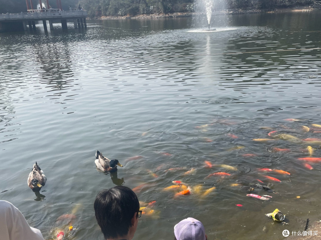 🌸广州三月,莲花山乱逛,那是一片花海啊
