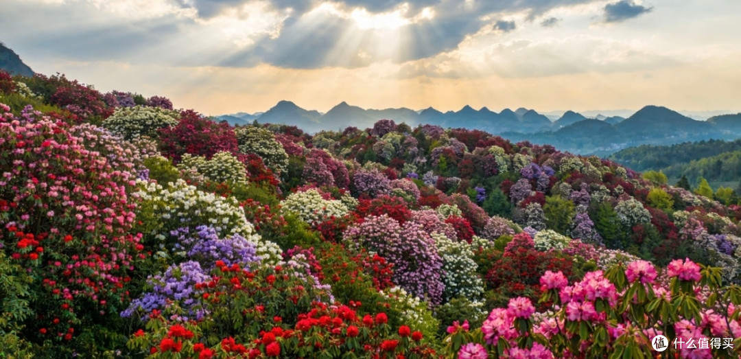 贵州3月赏花攻略