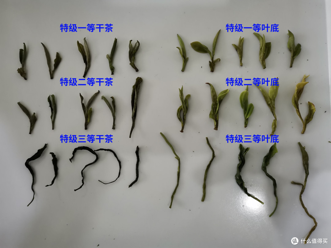黄山毛峰上市在即,跟着国标选购,谢裕大/老谢家/汪满田/五溪山