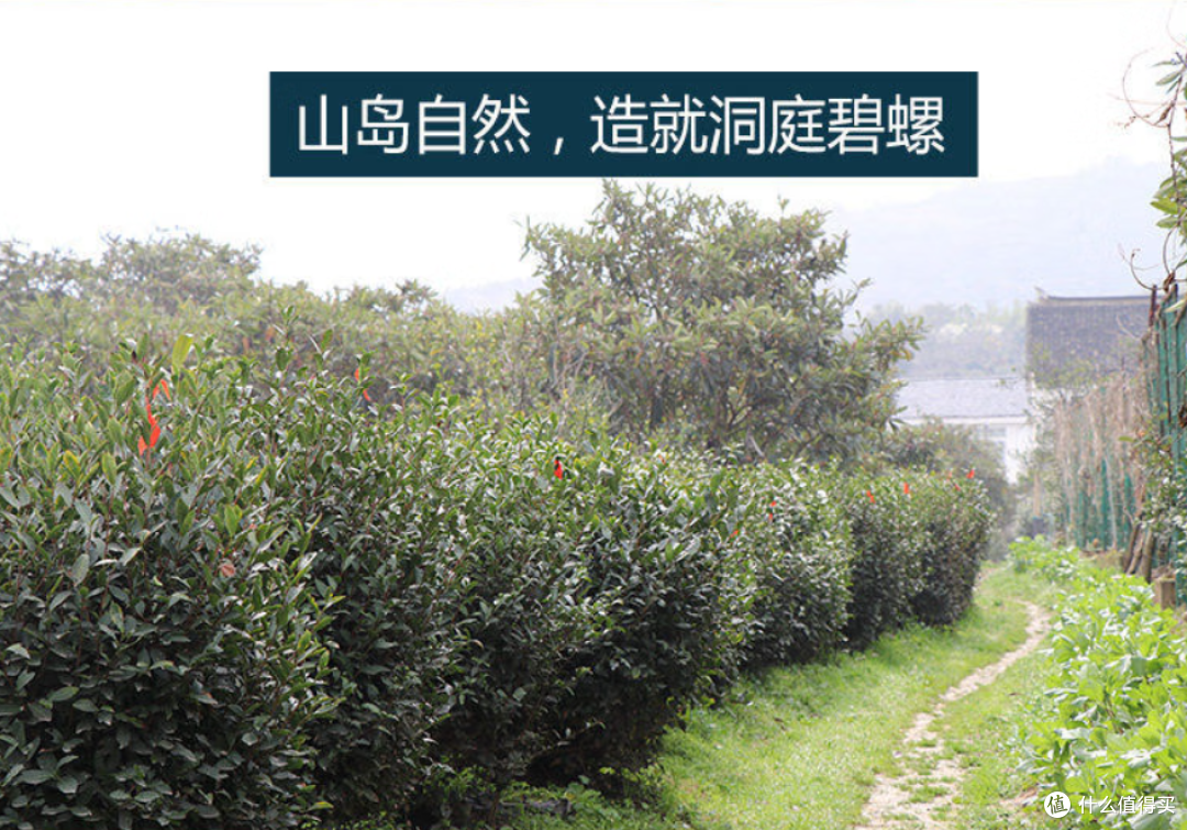 碧螺春上市在即，哪个牌子值得买？三万昌/碧螺/吴侬/咏萌推荐