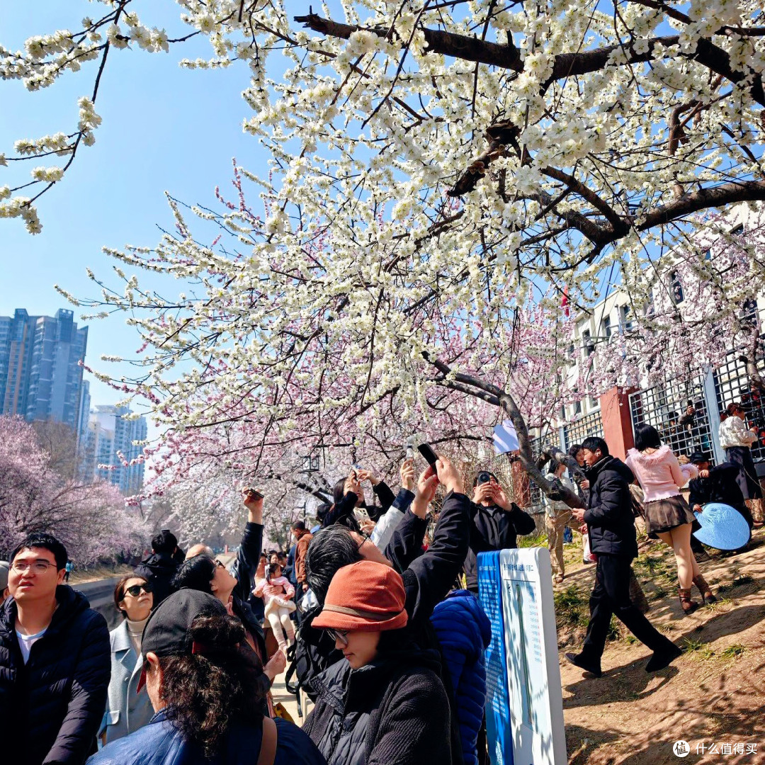 🌸北京这处“山桃花溪”，人多也能拍出空镜感！