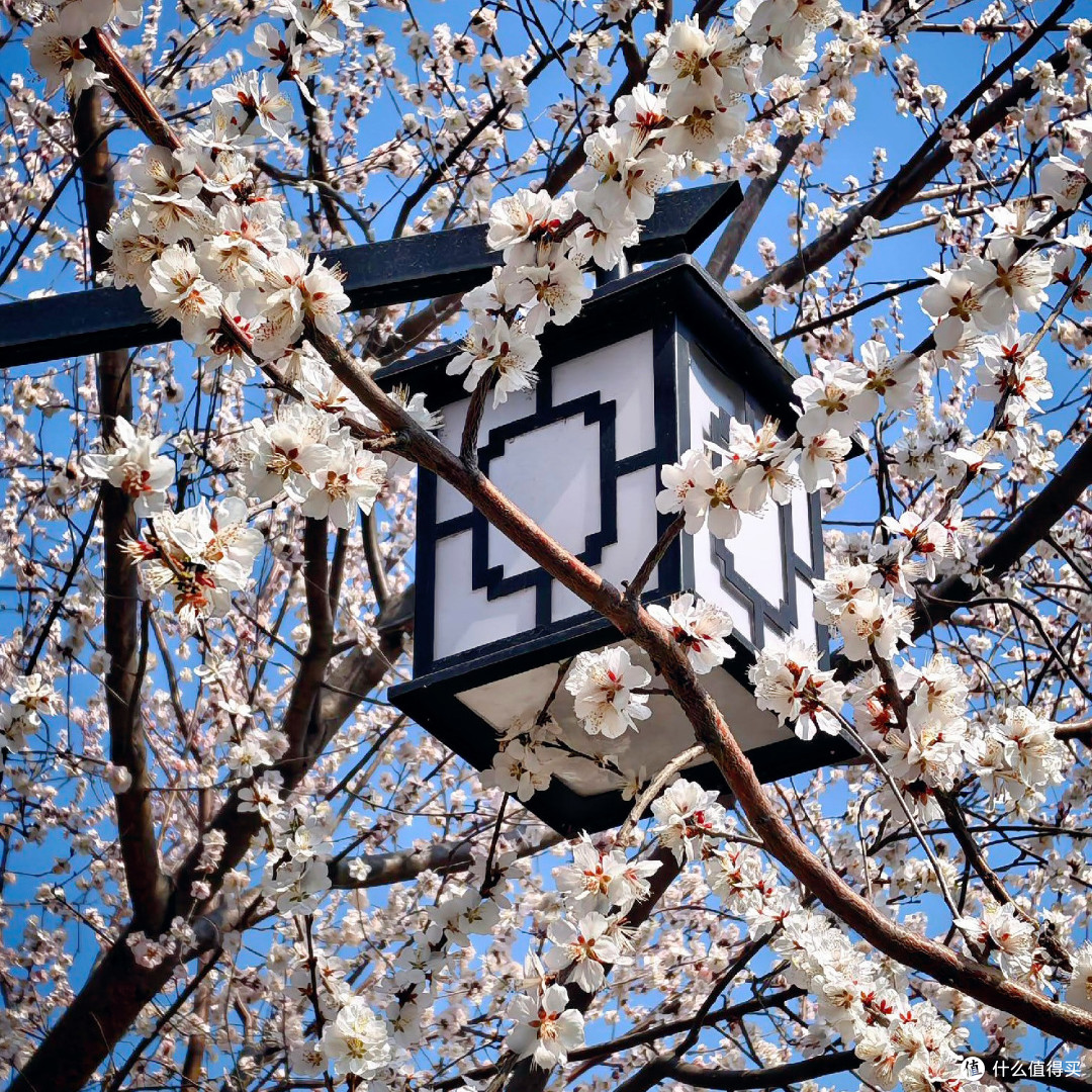 🌸北京这处“山桃花溪”，人多也能拍出空镜感！