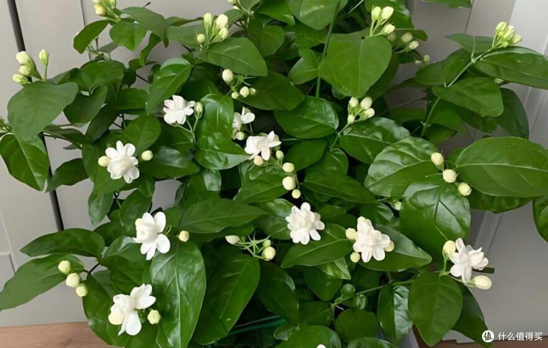 种茉莉有技巧:不影响来年才是关键