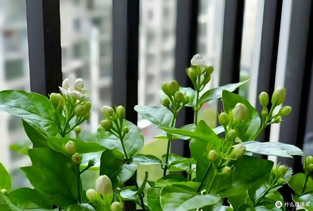 种茉莉有技巧:不影响来年才是关键