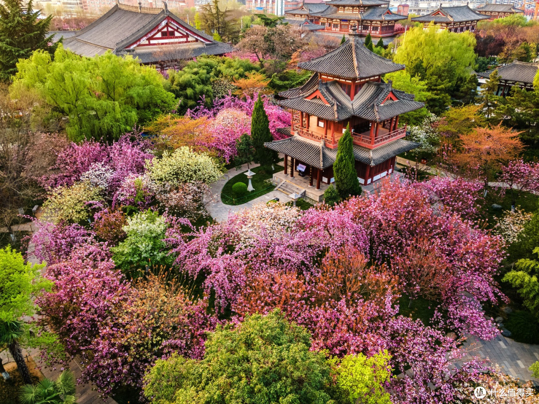 西安春游必冲!青龙寺樱花美到犯规