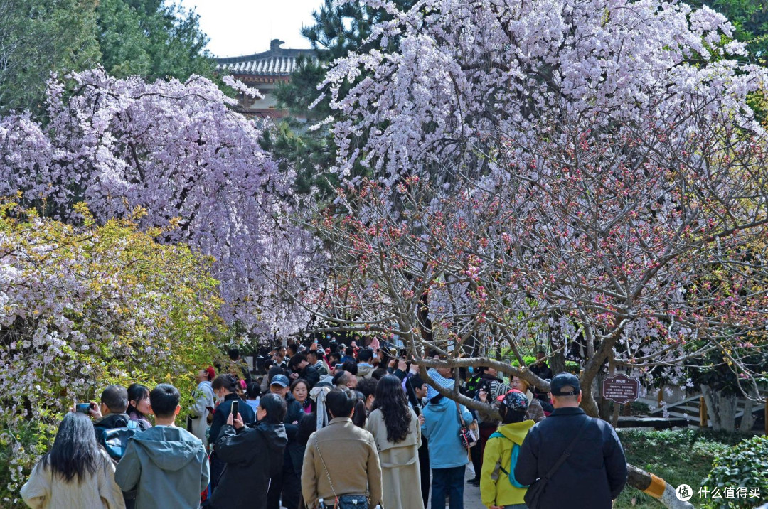 西安春游必冲！青龙寺樱花美到犯规