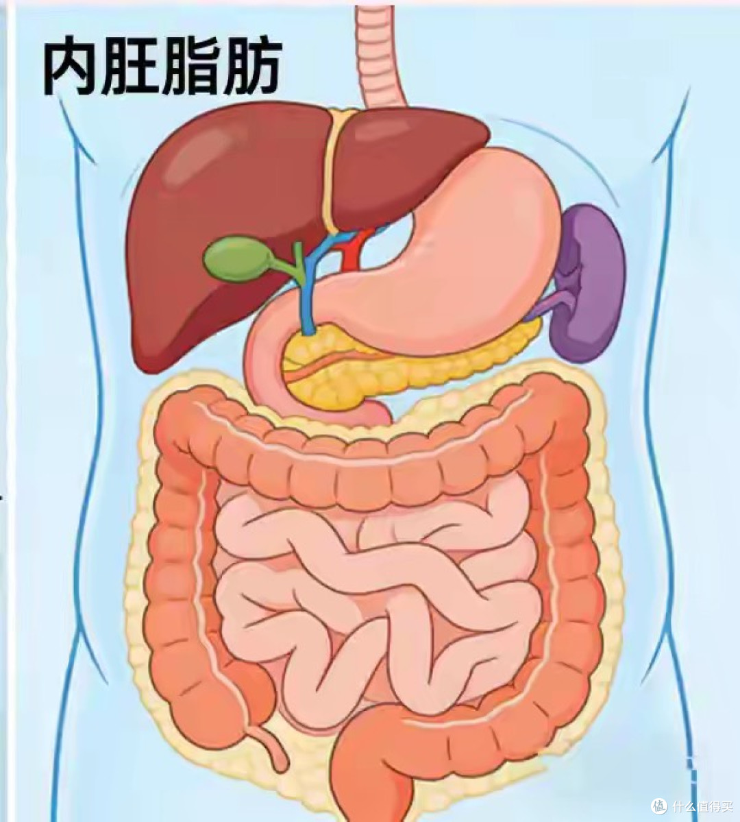 内脏脂肪是肚子大的真凶!2个方法,28天腰围减9cm不饿不累不反弹