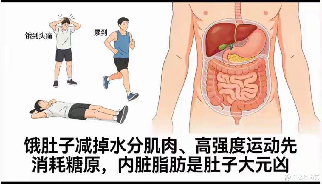 内脏脂肪是肚子大的真凶!2个方法,28天腰围减9cm不饿不累不反弹