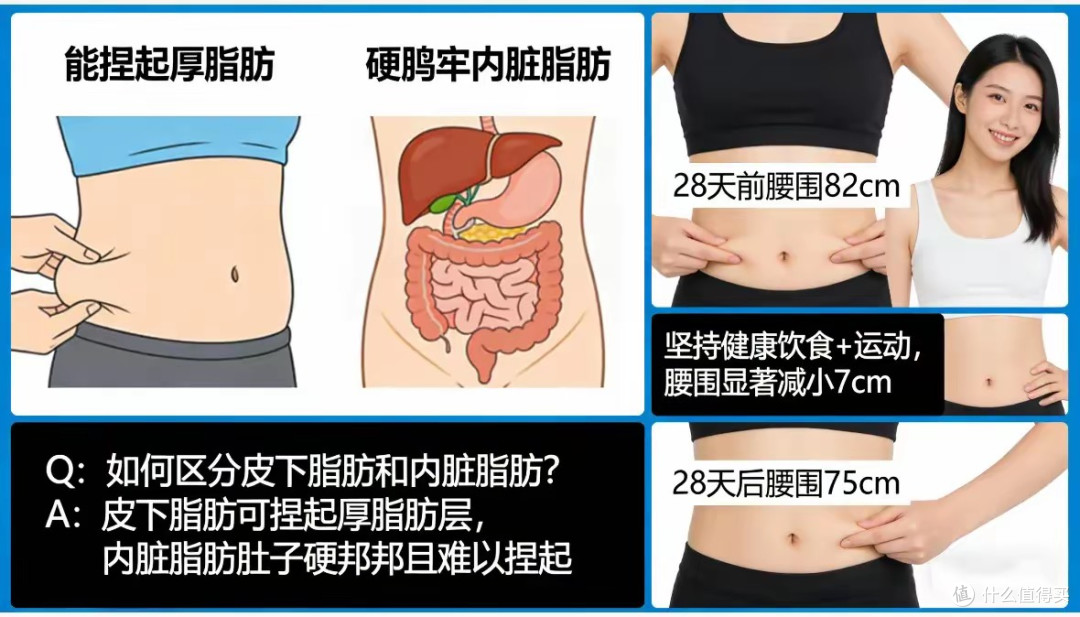 内脏脂肪是肚子大的真凶!2个方法,28天腰围减9cm不饿不累不反弹