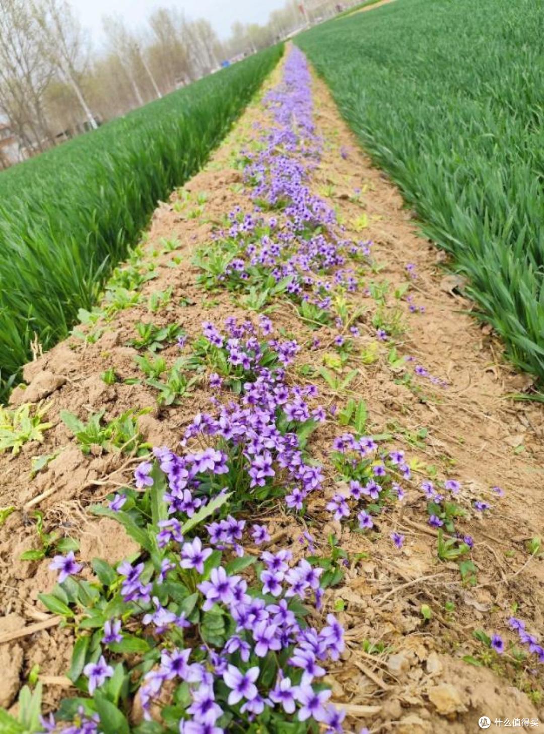 男子路遇一排小紫花，在“水泥夹缝中盛开”，网友：是紫花地丁啊