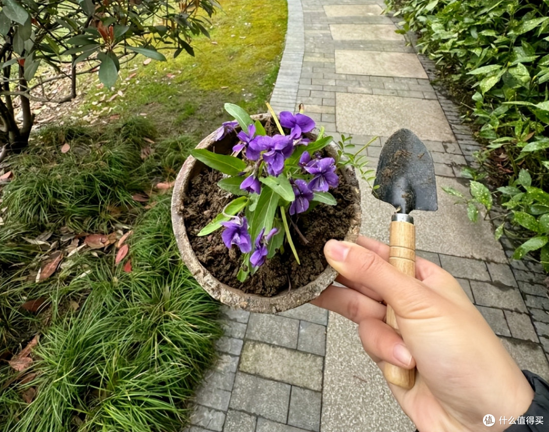 男子路遇一排小紫花，在“水泥夹缝中盛开”，网友：是紫花地丁啊