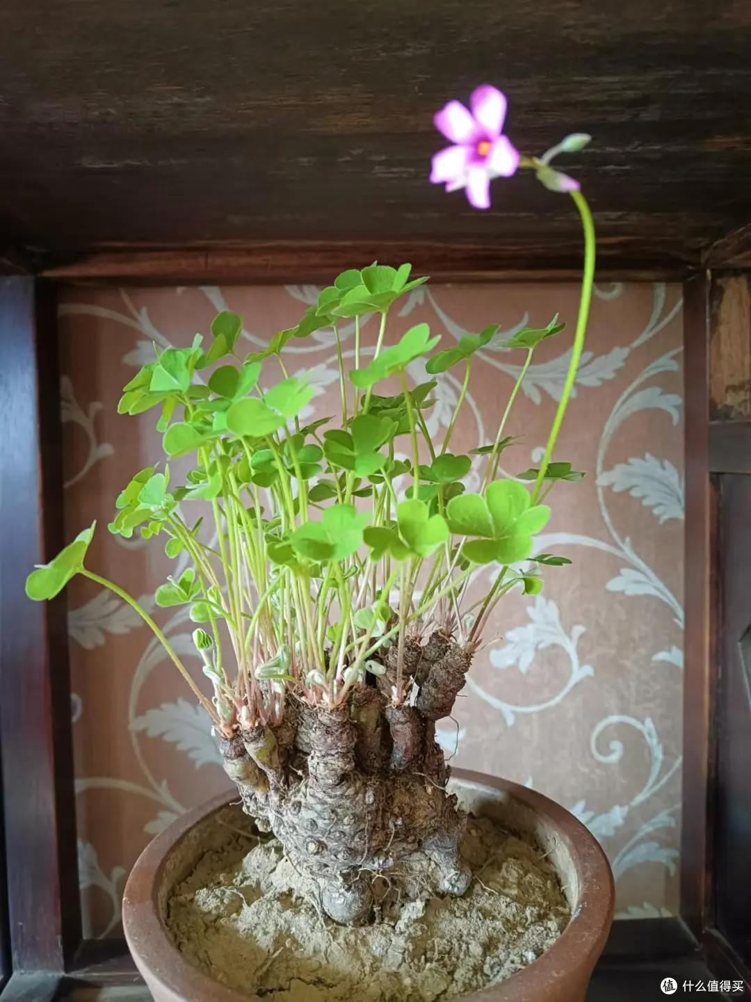 男子路遇一排小紫花，在“水泥夹缝中盛开”，网友：是紫花地丁啊
