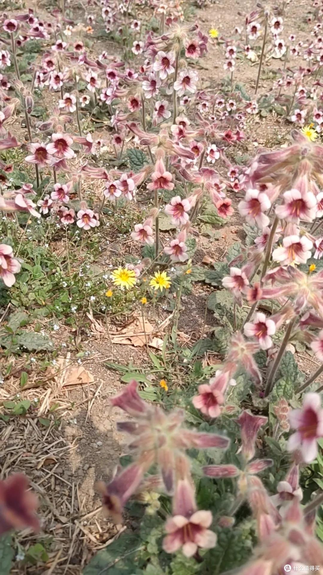 男子路遇一排小紫花，在“水泥夹缝中盛开”，网友：是紫花地丁啊