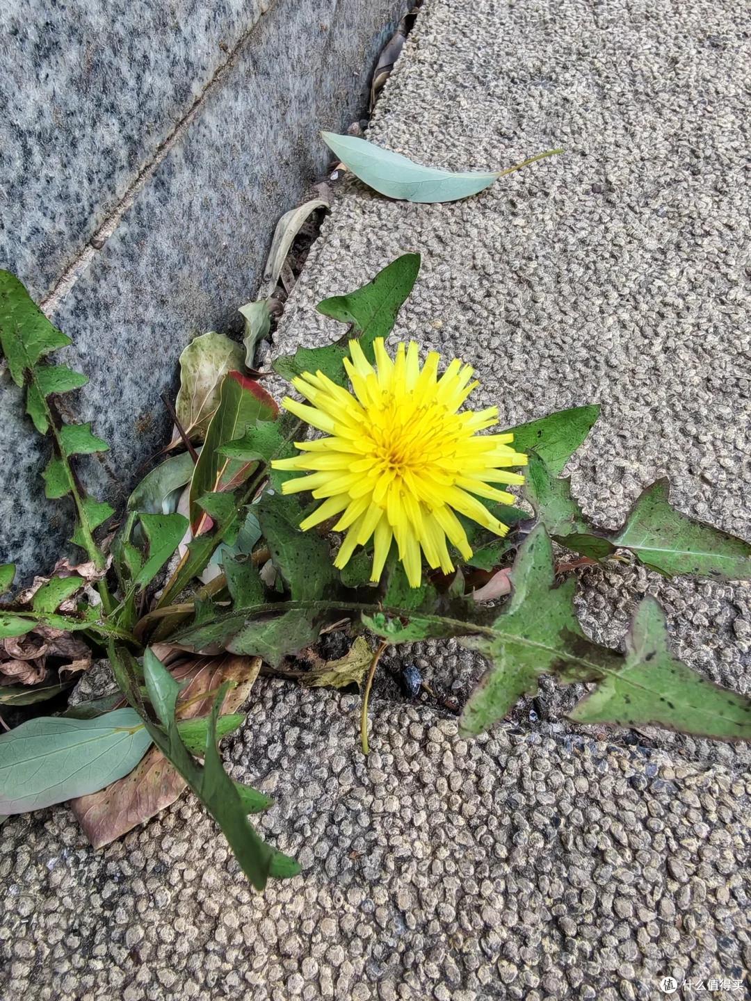 男子路遇一排小紫花，在“水泥夹缝中盛开”，网友：是紫花地丁啊