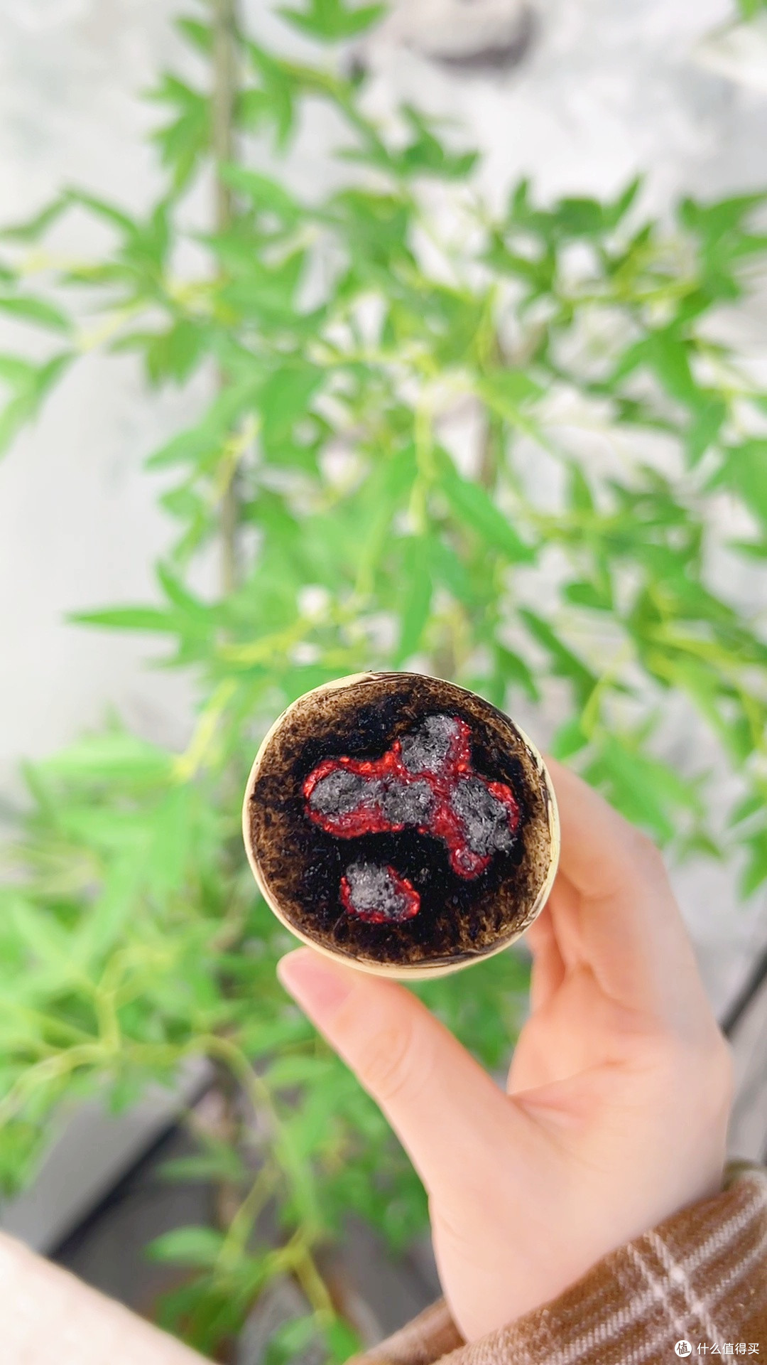 三年陈雷火灸来袭！4厘米石磨艾条，纯手工超有范儿✨