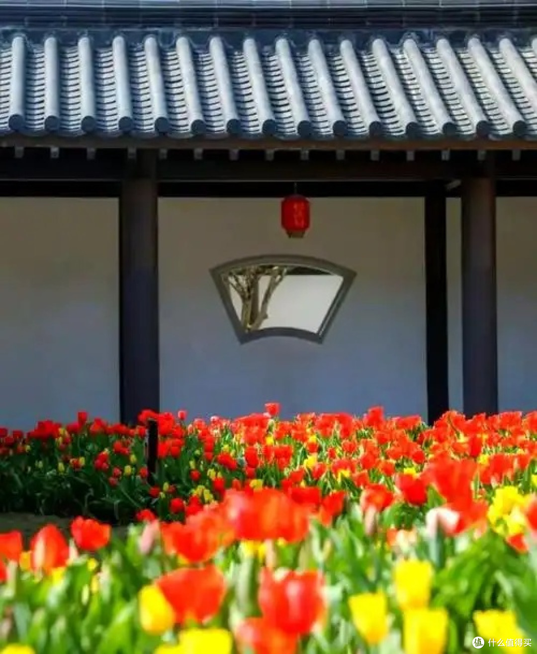 广州春日花色大赏：三种风情