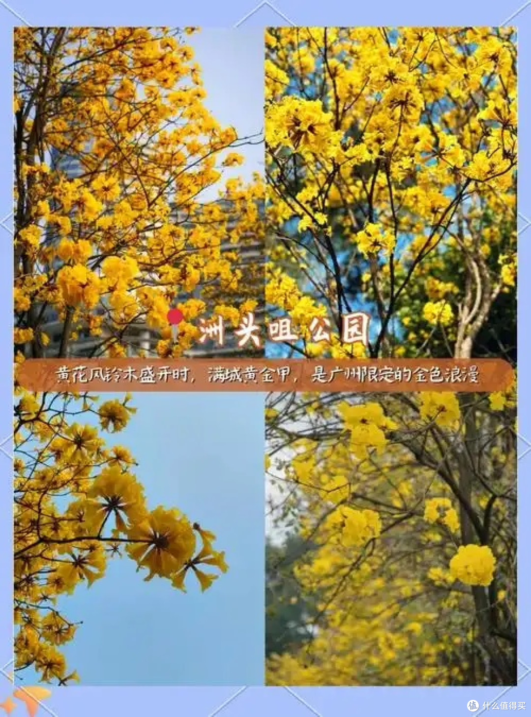 广州春日花色大赏：三种风情