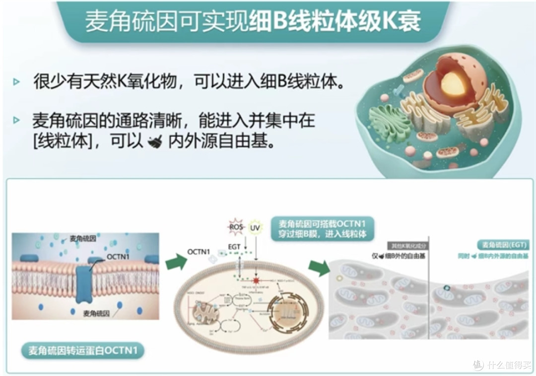 认准Scep青春胶囊:诺贝尔级双成分,抗衰思路确实顶
