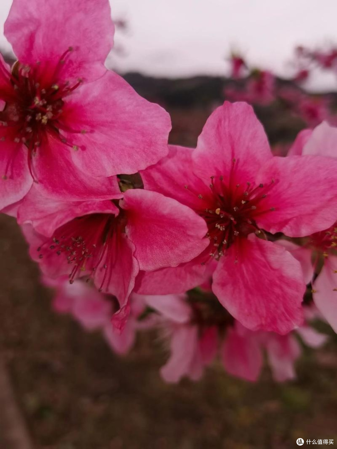 常德桃花源:万亩桃林与非遗巡游