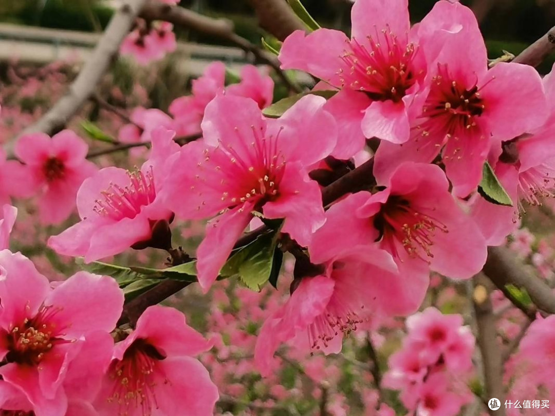 常德桃花源：万亩桃林与非遗巡游