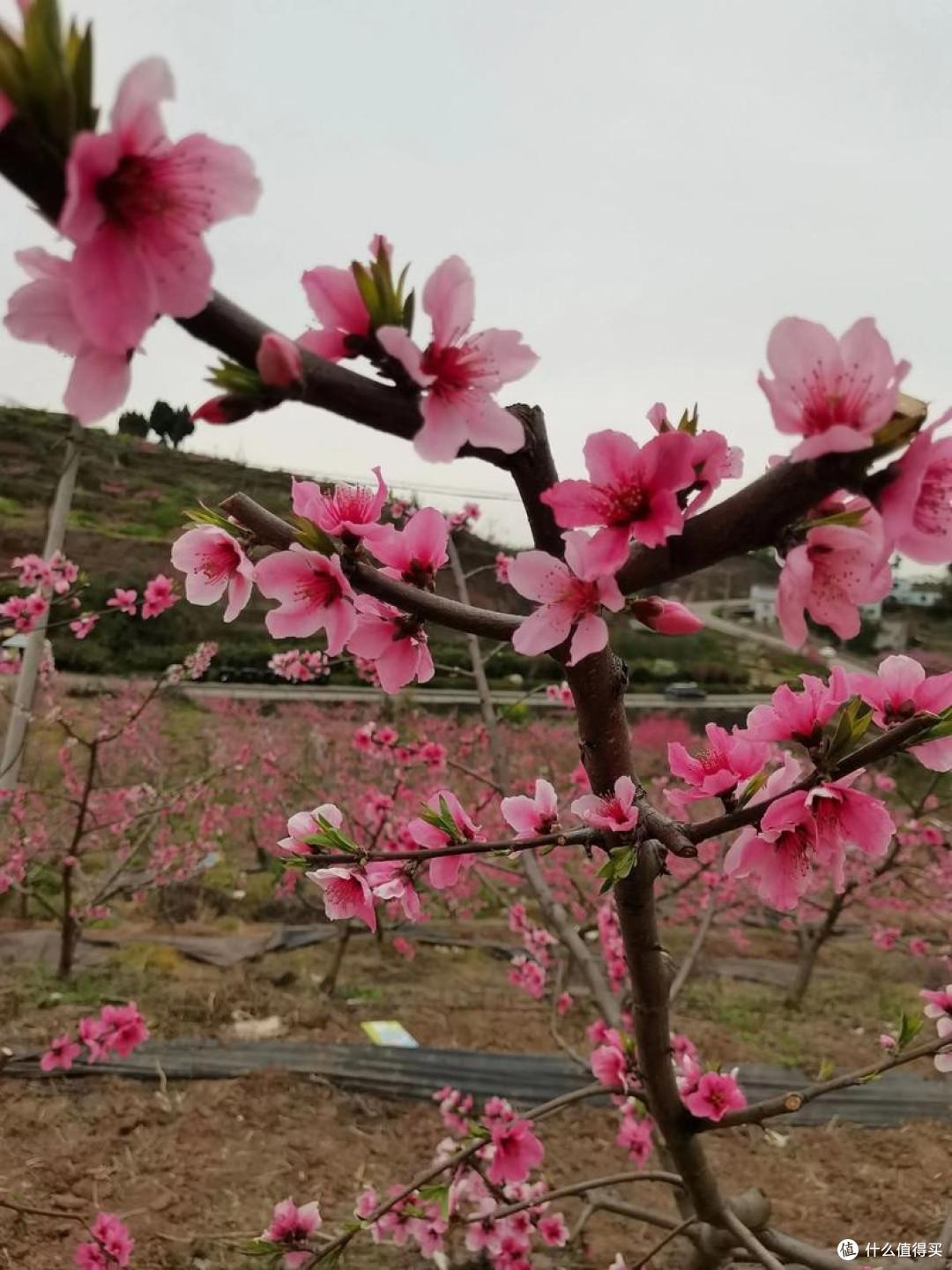 常德桃花源:万亩桃林与非遗巡游