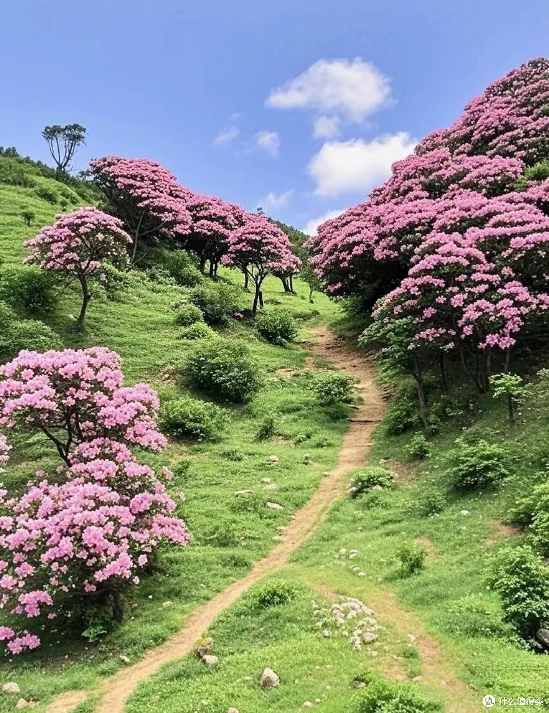 广东香格里拉！我在八排山遇见云锦杜鹃花海