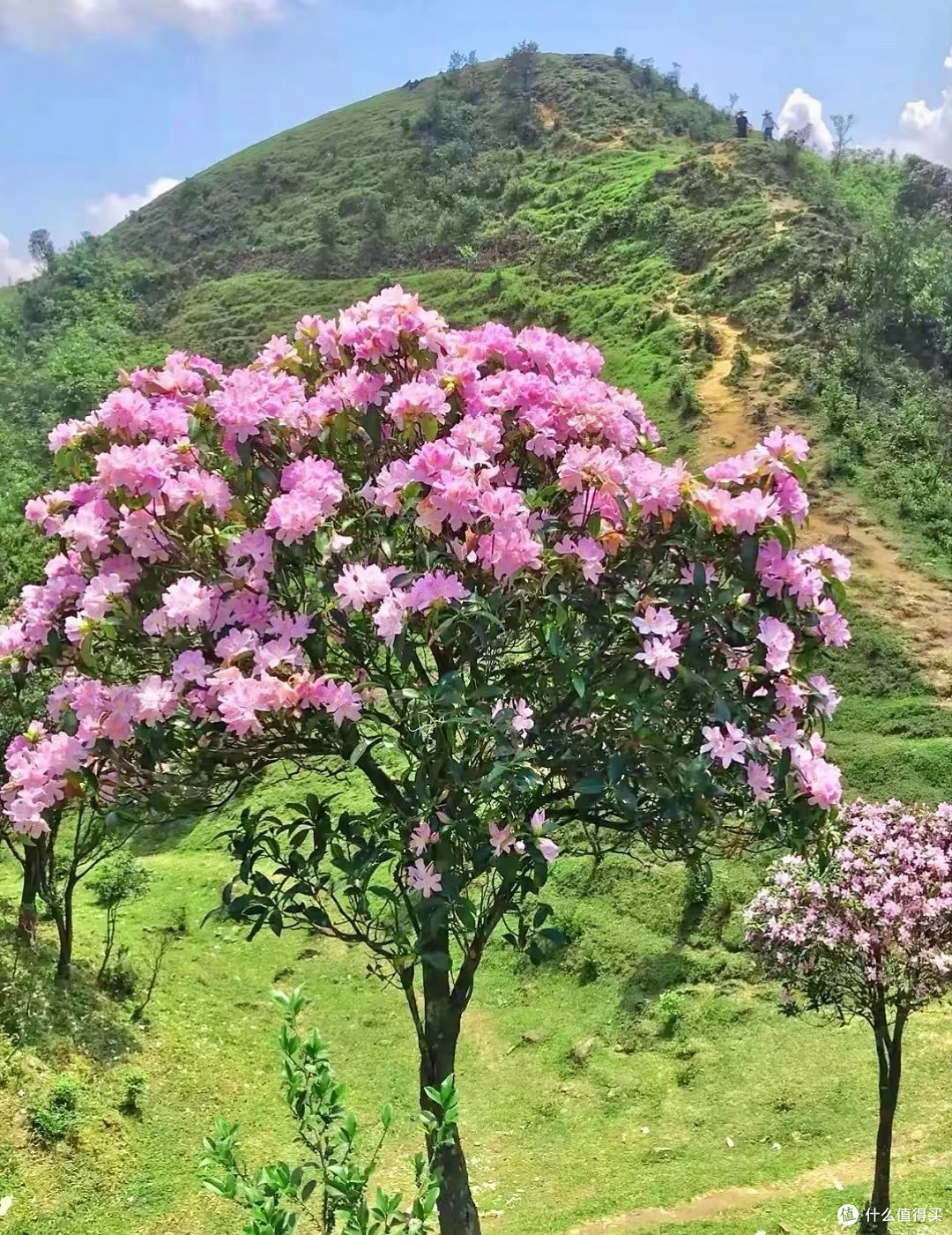 广东香格里拉！我在八排山遇见云锦杜鹃花海