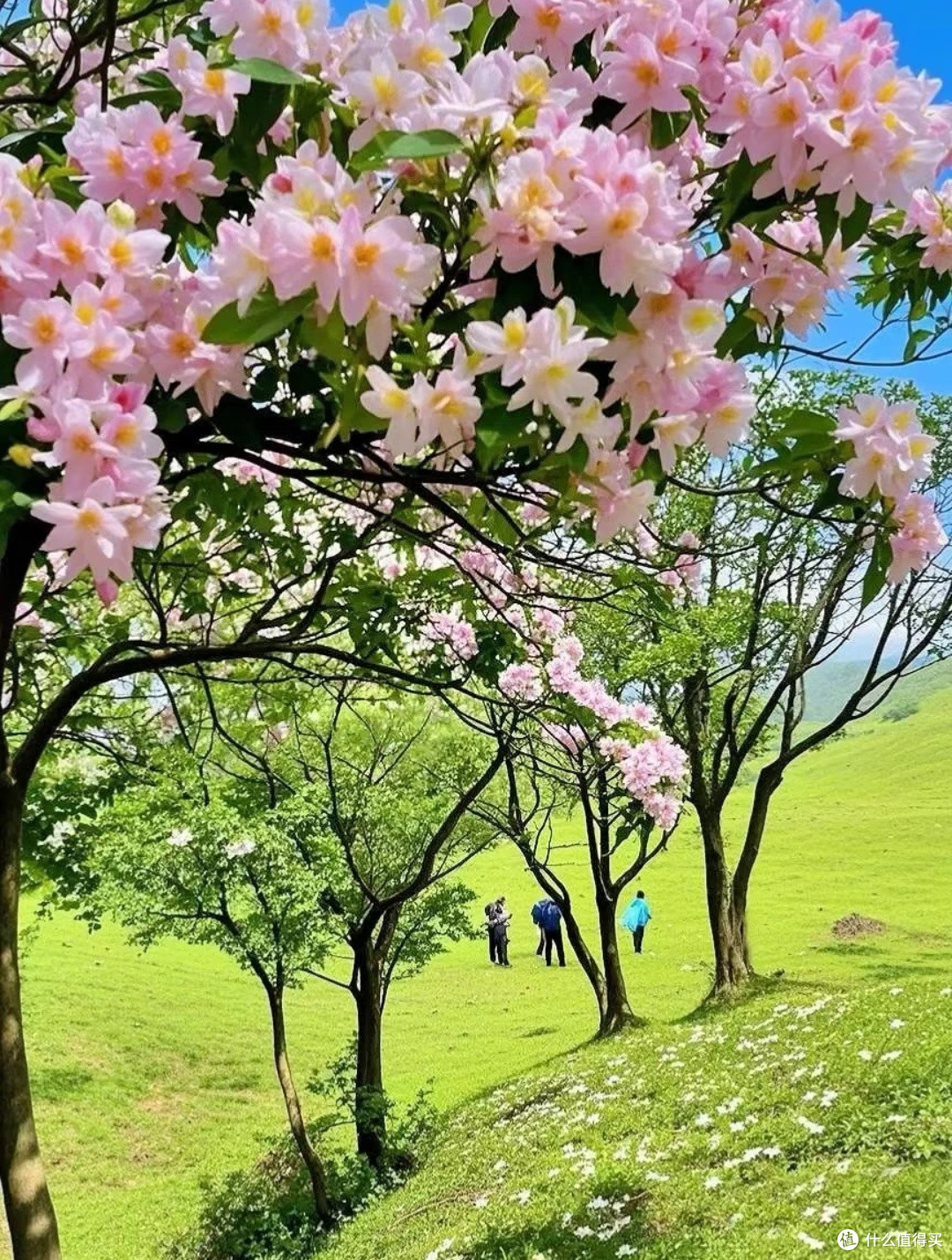 广东香格里拉！我在八排山遇见云锦杜鹃花海
