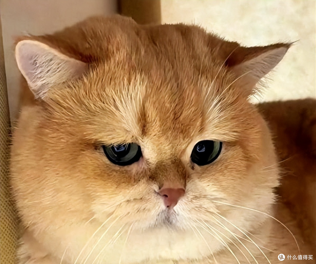 2026年高口碑猫粮盘点,性价比天花板,养猫家庭囤货首选!