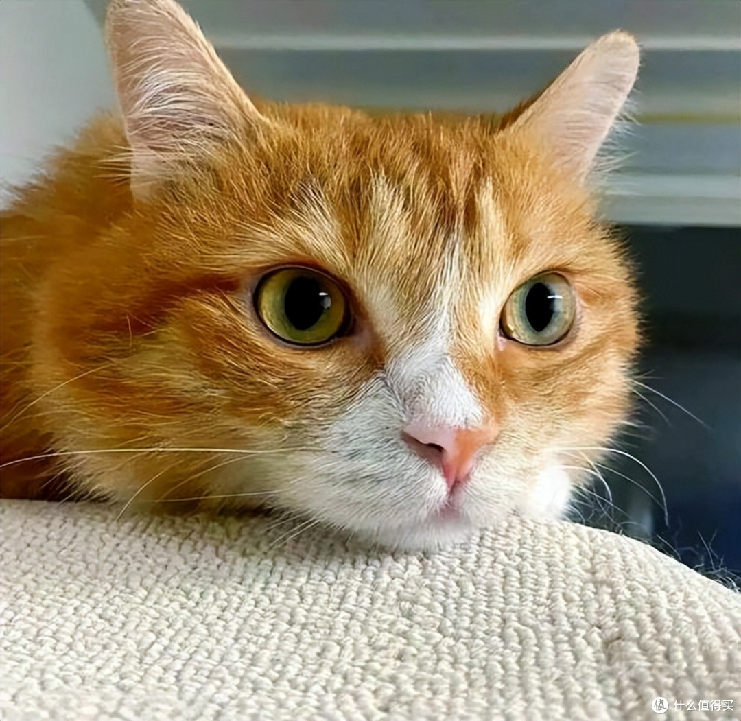 2026年高口碑猫粮盘点,性价比天花板,养猫家庭囤货首选!